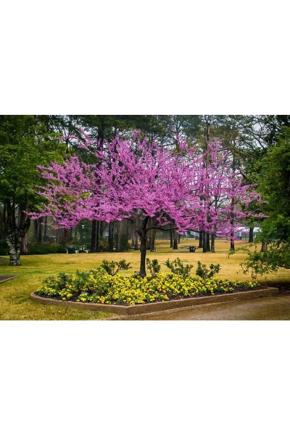 Церцис канадський Форест Пансі – дерево з багатим кольором листя і квітів.